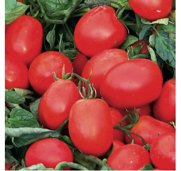 Томат ЕДВАЙЗОР F1, Esasem