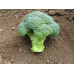 Капуста броколі ЕОС F1, Sakata