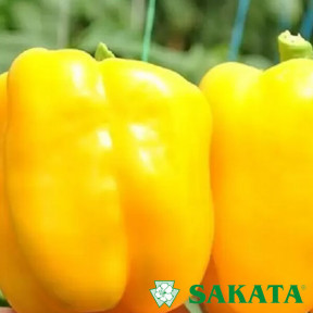 Перець ЕСПАРТАНО F1, Sakata