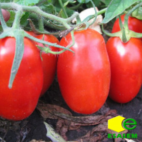 Томат ГЛЕДІС F1, Esasem