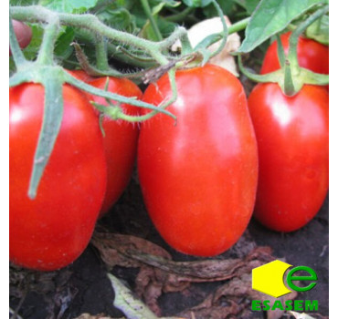 Томат ГЛЕДІС F1, Esasem