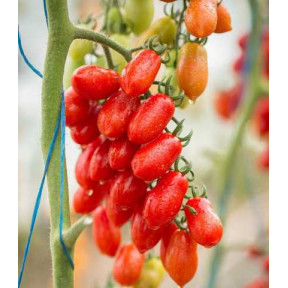 Томат КОЛІНА F1, Esasem