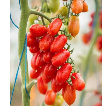 Томат КОЛІНА F1, Esasem