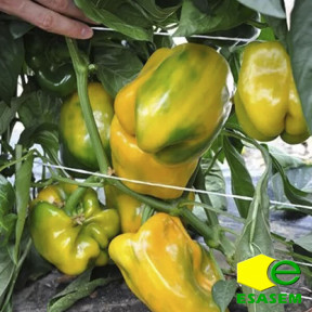 Перець МОХАЙ F1, Esasem