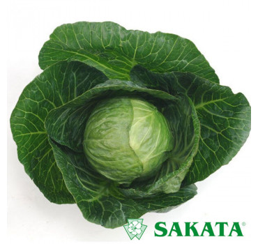 Капуста МОНА ЛІЗА F1, Sakata