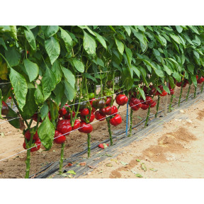 Перець P 16262 F1, Esasem