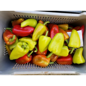 Перець PLA 18266 F1, Esasem