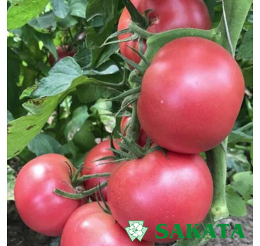 Томат ПІНК МУН F1, Sakata