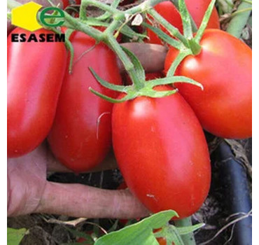 Томат ПОДІУМ F1, Esasem