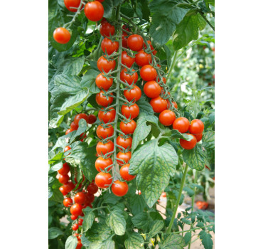 Томат ПОРПОРА F1, Esasem