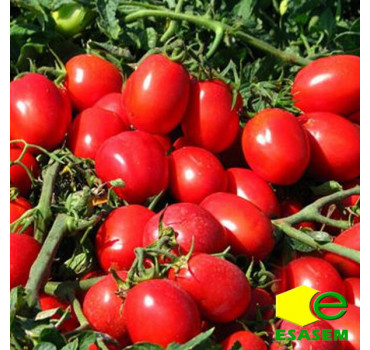 Томат РЕДІ F1, Esasem