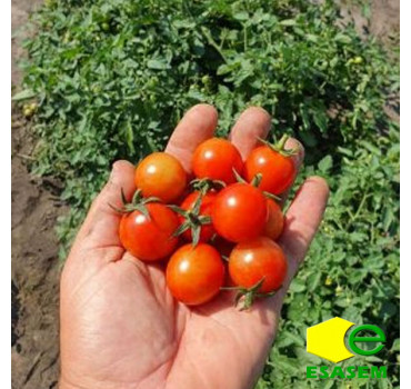 Томат РЕНЗІНО F1, Esasem