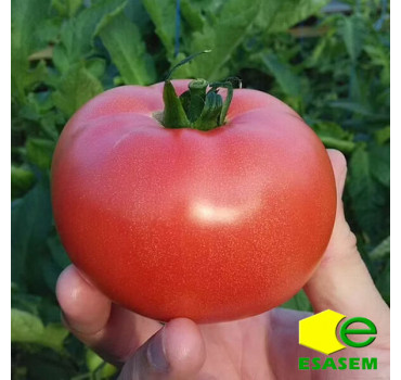 Томат РОЗАЛБА F1, Esasem