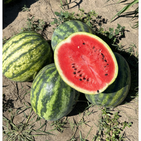 Кавун Леджіо F1, Sakata