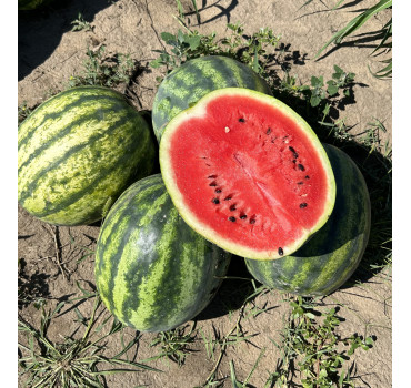 Кавун Леджіо F1, Sakata