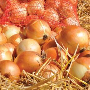 Цибуля ріпчаста жовта, СПЕНІШ МЕДАЛЬЙОН F1, Sakata