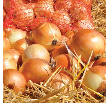 Цибуля ріпчаста жовта, СПЕНІШ МЕДАЛЬЙОН F1, Sakata