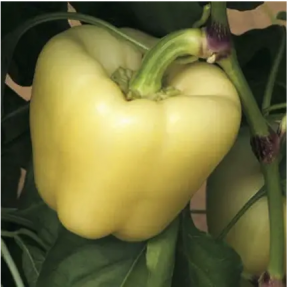 Перець СПАРТАКО F1, Esasem