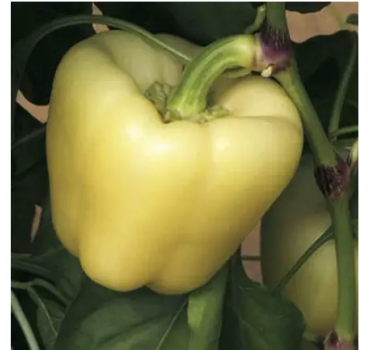 Перець СПАРТАКО F1, Esasem Перець СПАРТАКО F1, Esasem