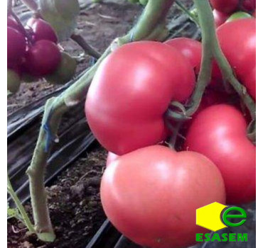 Томат інд. рож. TL 18304 F1 (Розетт), Esasem