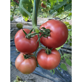 Томат TL 30002 F1, Sakata