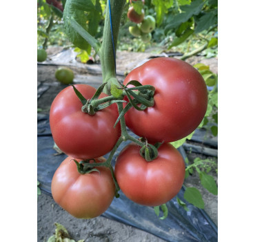 Томат TL 30002 F1, Sakata