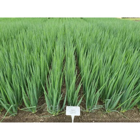 Лук на перо ТОТЕМ, Sakata