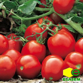 Томат АПГРЕЙД F1, Esasem