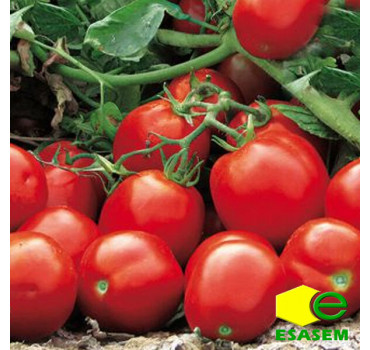 Томат АПГРЕЙД F1, Esasem