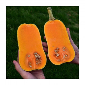 Гарбуз ВІНЕС F1, Sakata