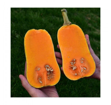 Гарбуз ВІНЕС F1, Sakata