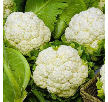 Капуста цвітна УАЙТ ЕКСЕЛЬ F1, Sakata