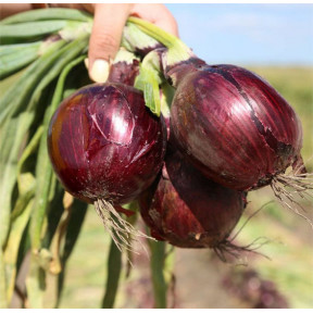 Цибуля червона (фіолетова) ЗЕН F1 Esasem