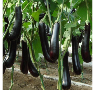 Баклажан Спені F1, Esasem