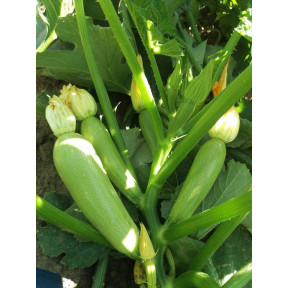 Кабачок Арал F1, Sakata