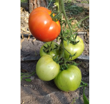 Томат БЕЛЛА РОСА F1, Sakata