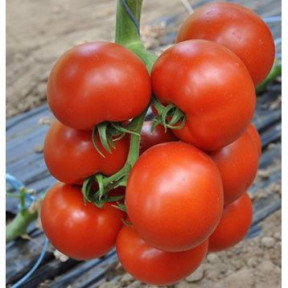 Томат ЧЕРОКІ F1, Esasem Томат ЧЕРОКІ F1, Esasem