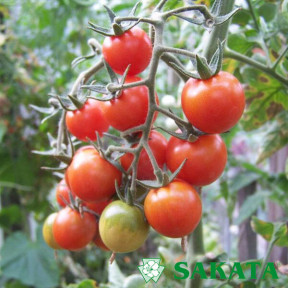 Томат ЧЕРІ БЛОССОМ F1, Sakata Томат ЧЕРІ БЛОССОМ F1, Sakata