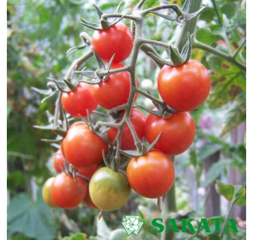 Томат ЧЕРІ БЛОССОМ F1, Sakata
