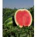 Кавун КРІМСОН РУБІ F1, Sakata