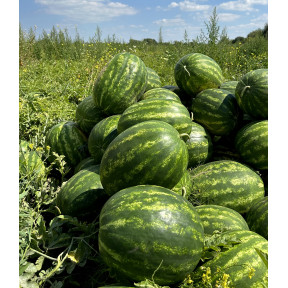 Кавун КРІМСОН РУБІ F1, Sakata