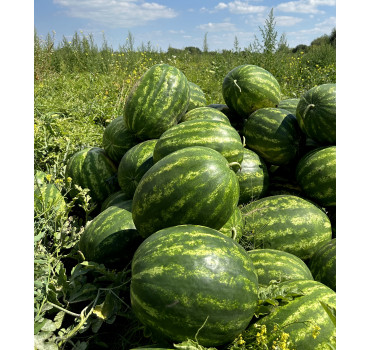 Кавун КРІМСОН РУБІ F1, Sakata