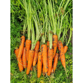 Морква Курода Пауер, Sakata Морква Курода Пауер, Sakata