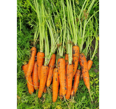 Морква Курода Пауер, Sakata