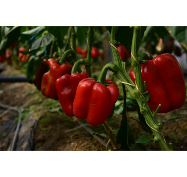 Перець ДАЙМОС F1, Esasem