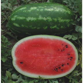 Кавун ДАЙТОНА F1, Sakata