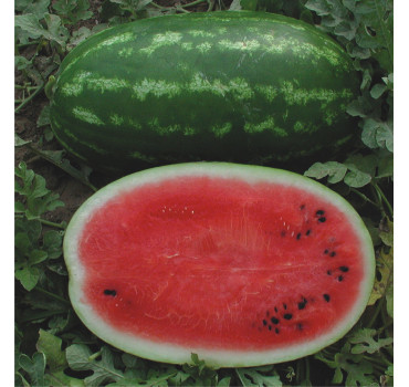 Кавун ДАЙТОНА F1, Sakata