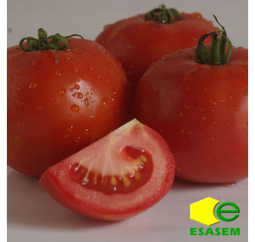Томат ДАЙСОН F1, Esasem