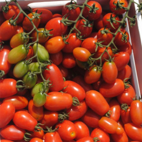 Томат ДОЛЬЧЕСІО F1, Esasem