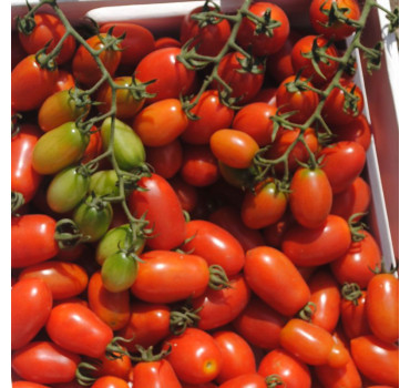 Томат ДОЛЬЧЕСІО F1, Esasem